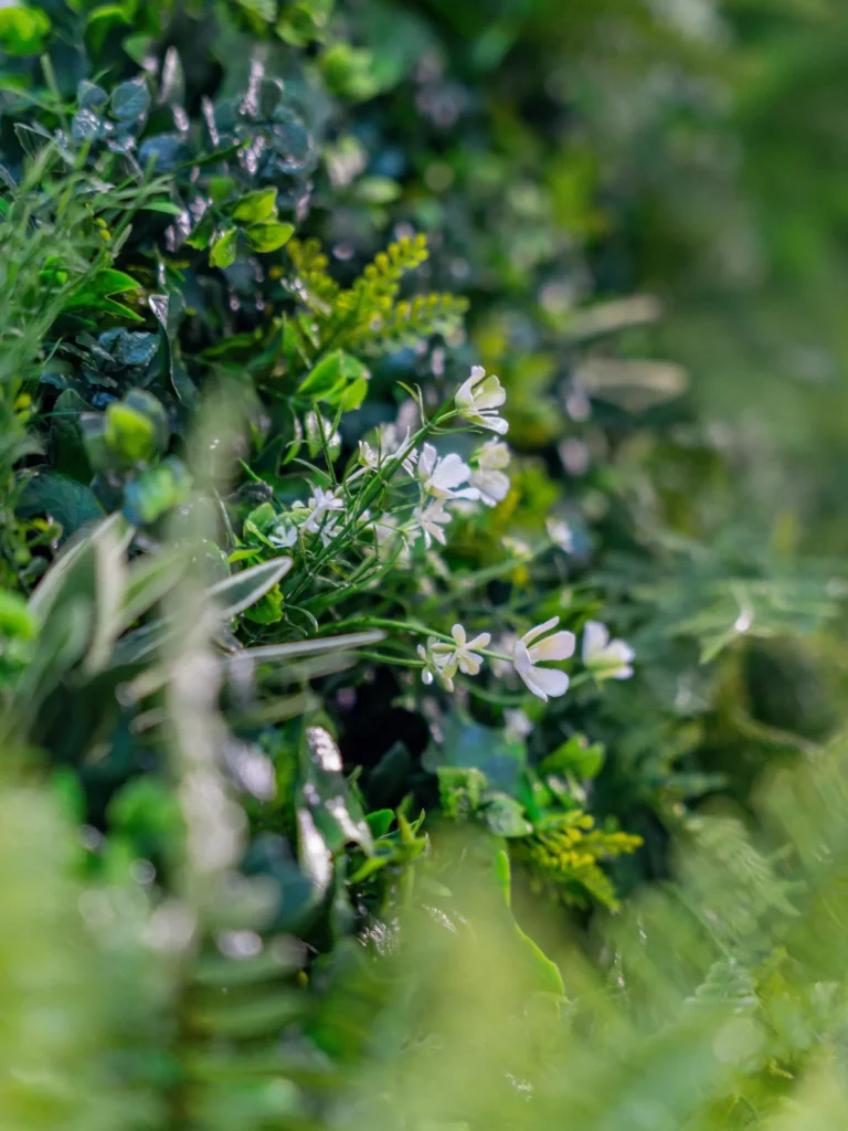 Kleine witte bloemetjes met gele meeldraden groeien tussen groen loof in een tuin of plantsoen.