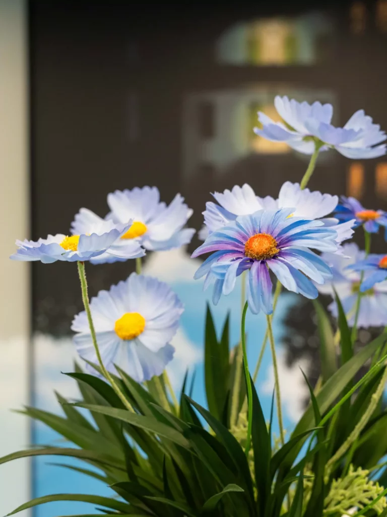 Witte en blauwe madeliefjes met gele hartstukken in zonlicht tegen een huisachtergrond.